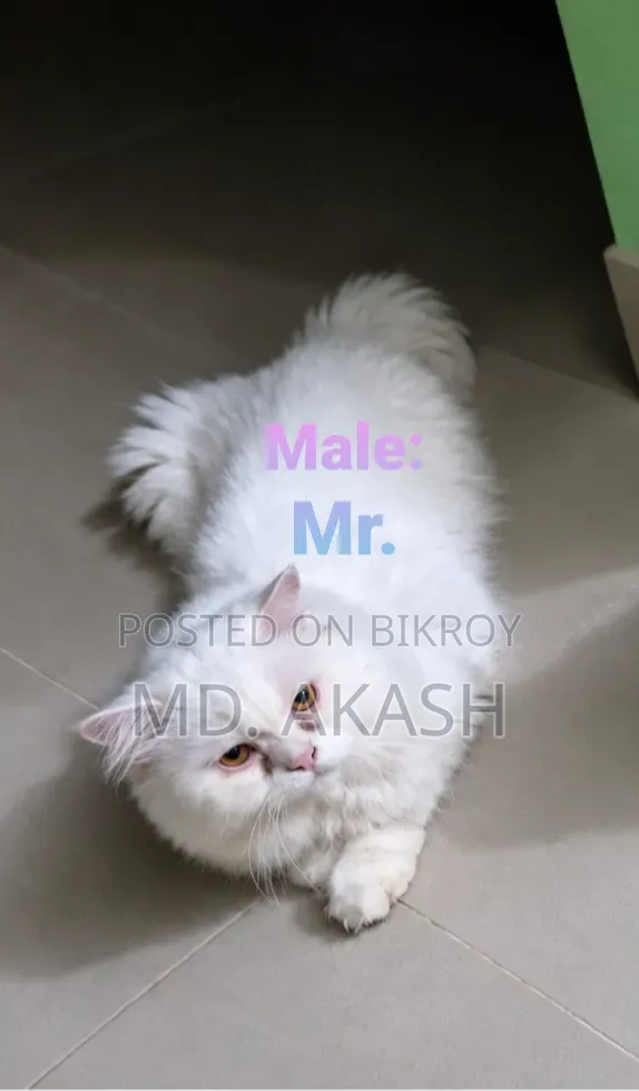 ১+ বছরের পুরুষ খাঁটি পার্সিয়ান