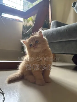 ১-৩ মাসের মেল পিউরব্রেড পার্সিয়ান