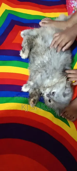 ১+ বছর বয়সী খাঁটি জাতের পার্সিয়ান মাদী বিড়াল