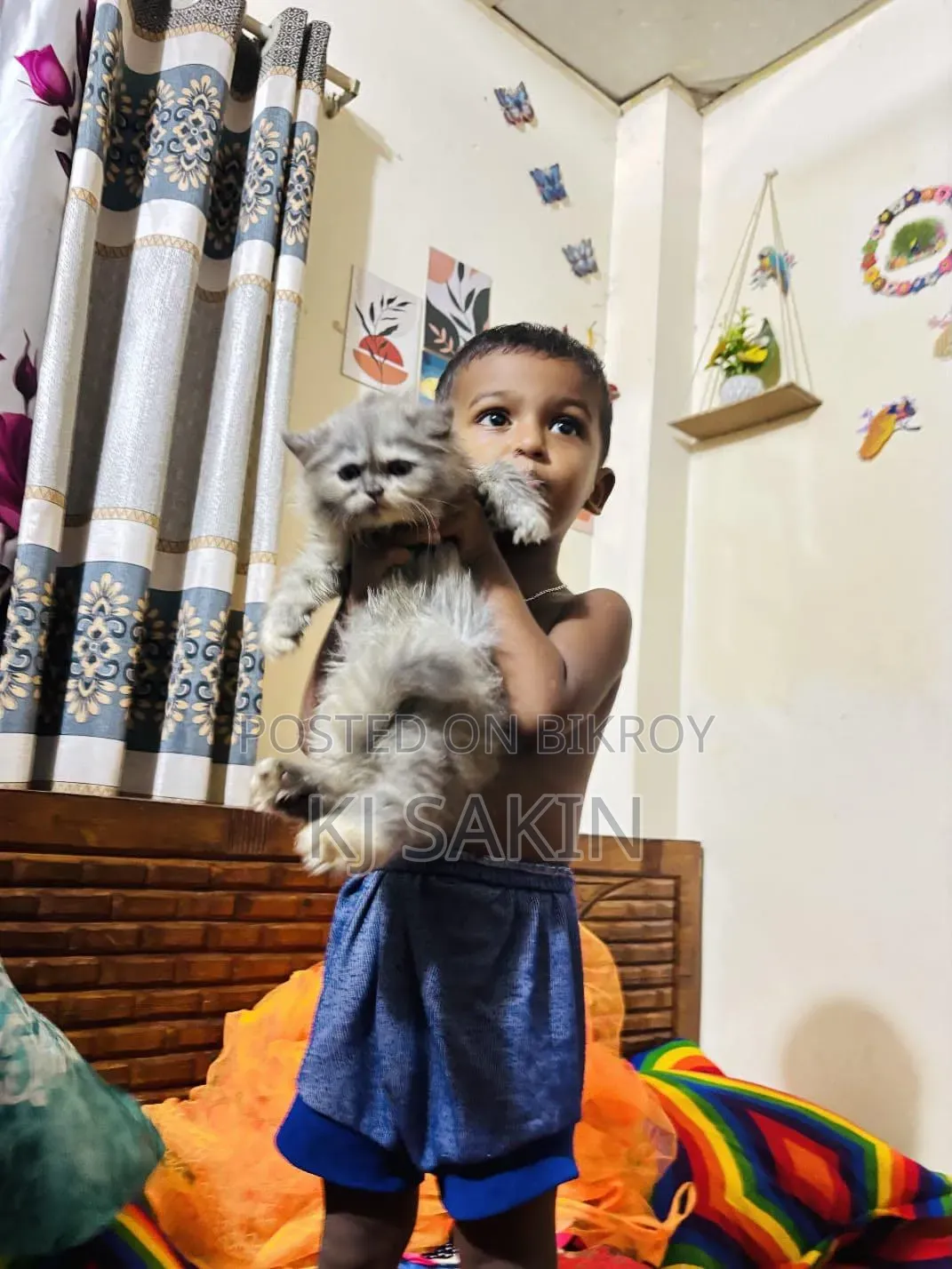 ১+ বছর বয়সী খাঁটি জাতের পার্সিয়ান মাদী বিড়াল