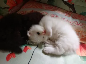 ০-১ মাস বয়সী পুরুষ খাঁটি পার্সিয়ান