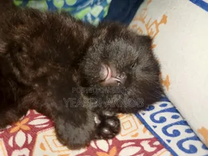 ০-১ মাস বয়সী পুরুষ খাঁটি পার্সিয়ান