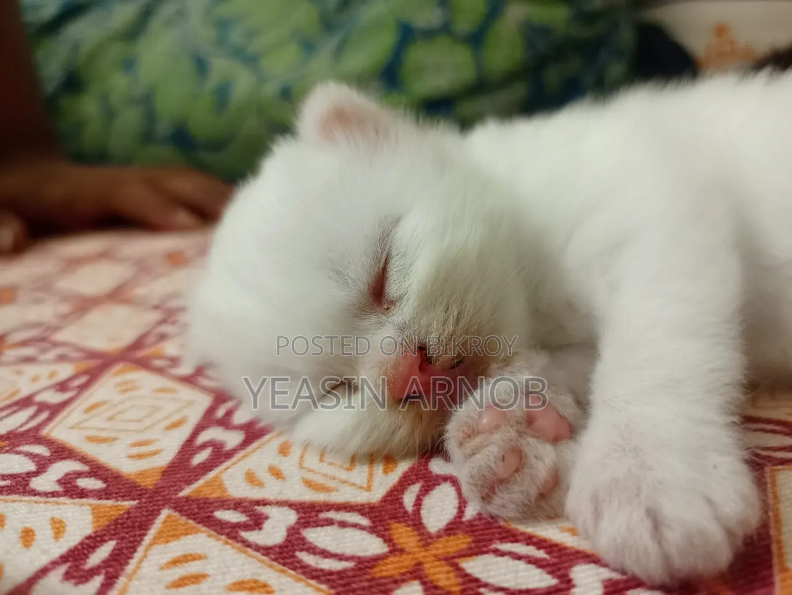 ০-১ মাস বয়সী পুরুষ খাঁটি পার্সিয়ান
