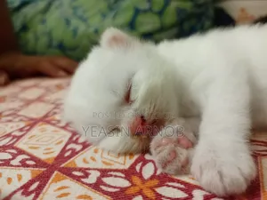 ০-১ মাস বয়সী পুরুষ খাঁটি পার্সিয়ান