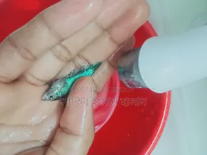 Fighter Fish