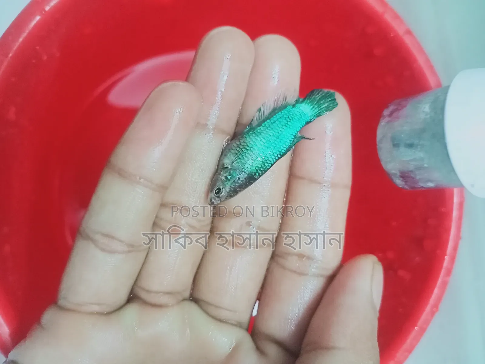Fighter Fish