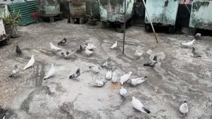 Giribaj Pigeon