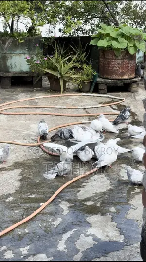 Giribaj Pigeon