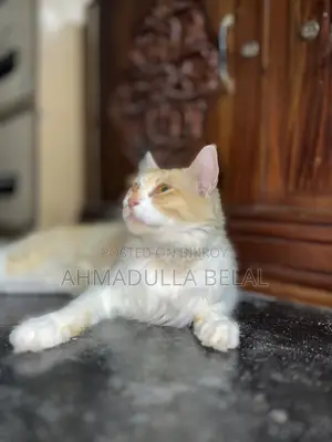 6-12 months Male Mixed Breed Persian