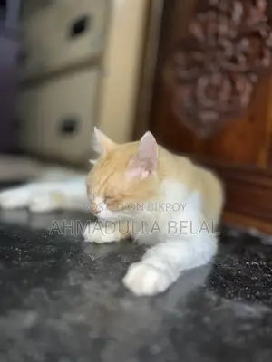 6-12 months Male Mixed Breed Persian