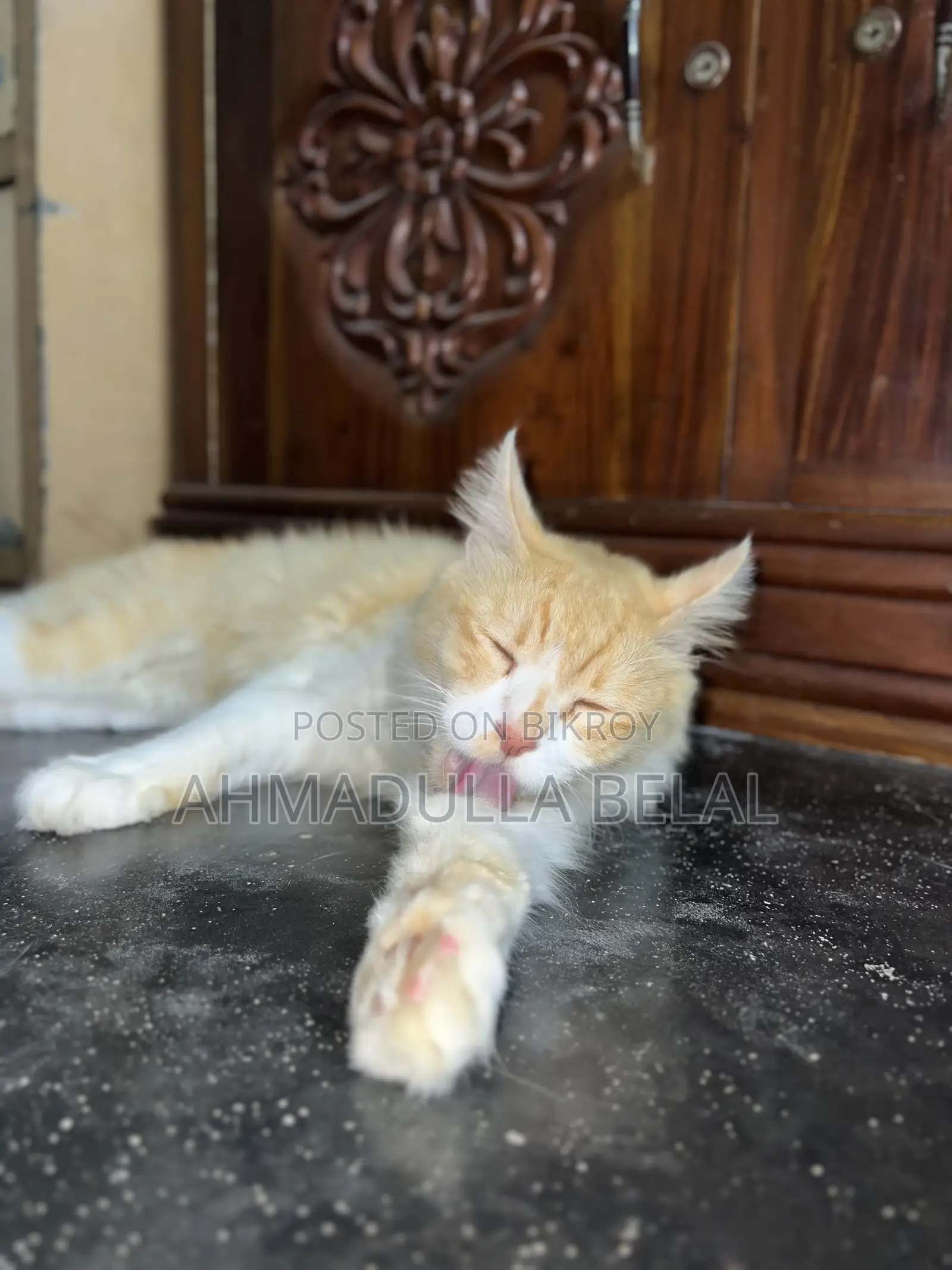 6-12 months Male Mixed Breed Persian