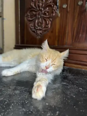 6-12 months Male Mixed Breed Persian