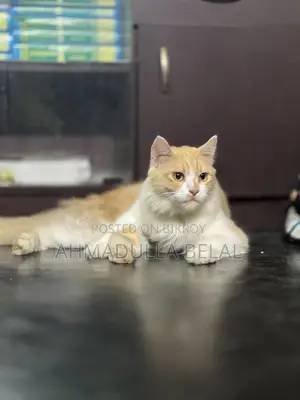 6-12 months Male Mixed Breed Persian