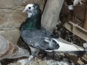 Male Pigeon