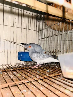 Silver Diamond Dove Breeding Pair