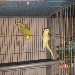 Budgerigar Birds for Sale