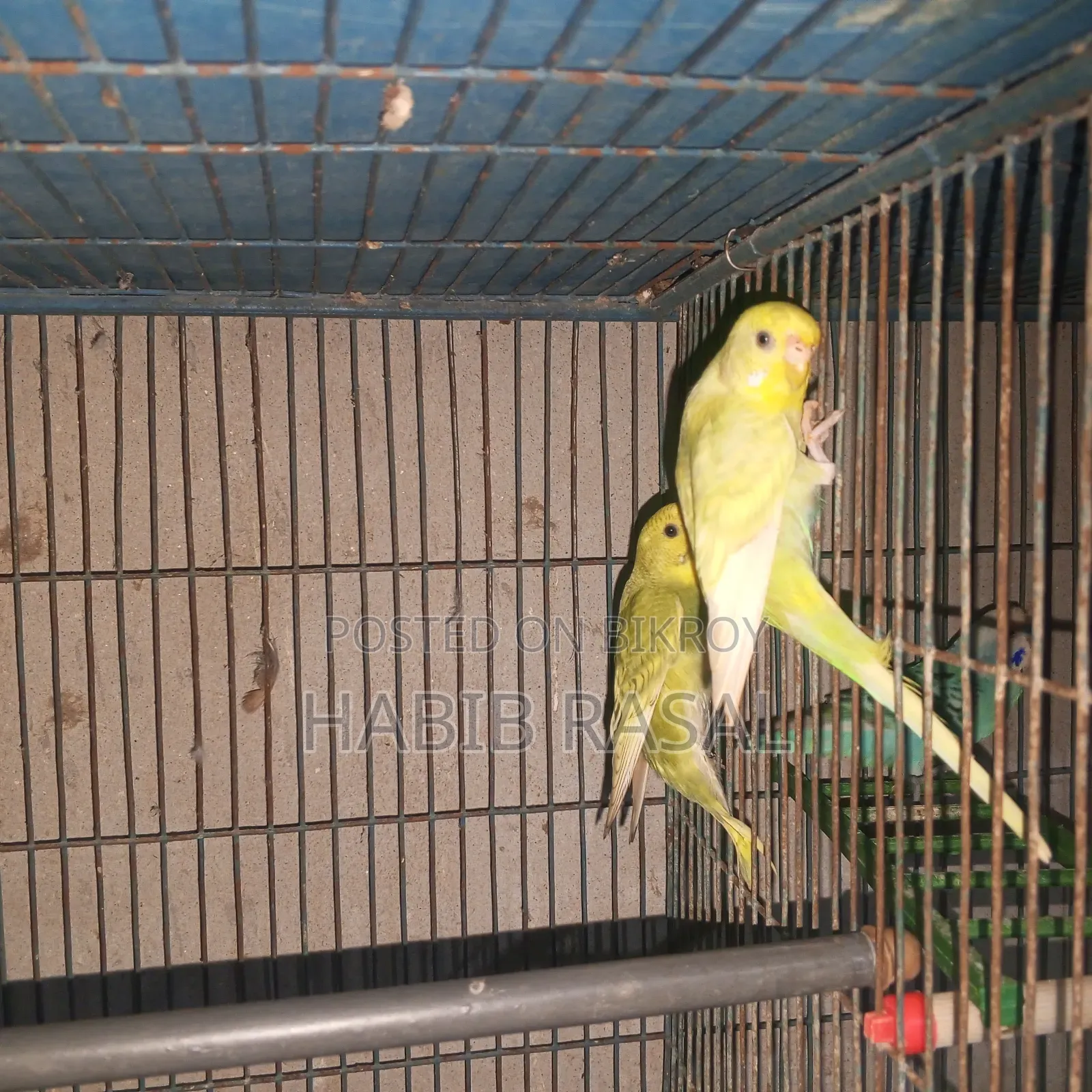 Budgerigar birds for sale