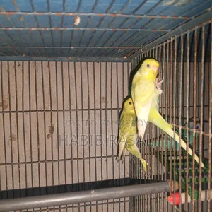 Budgerigar birds for sale