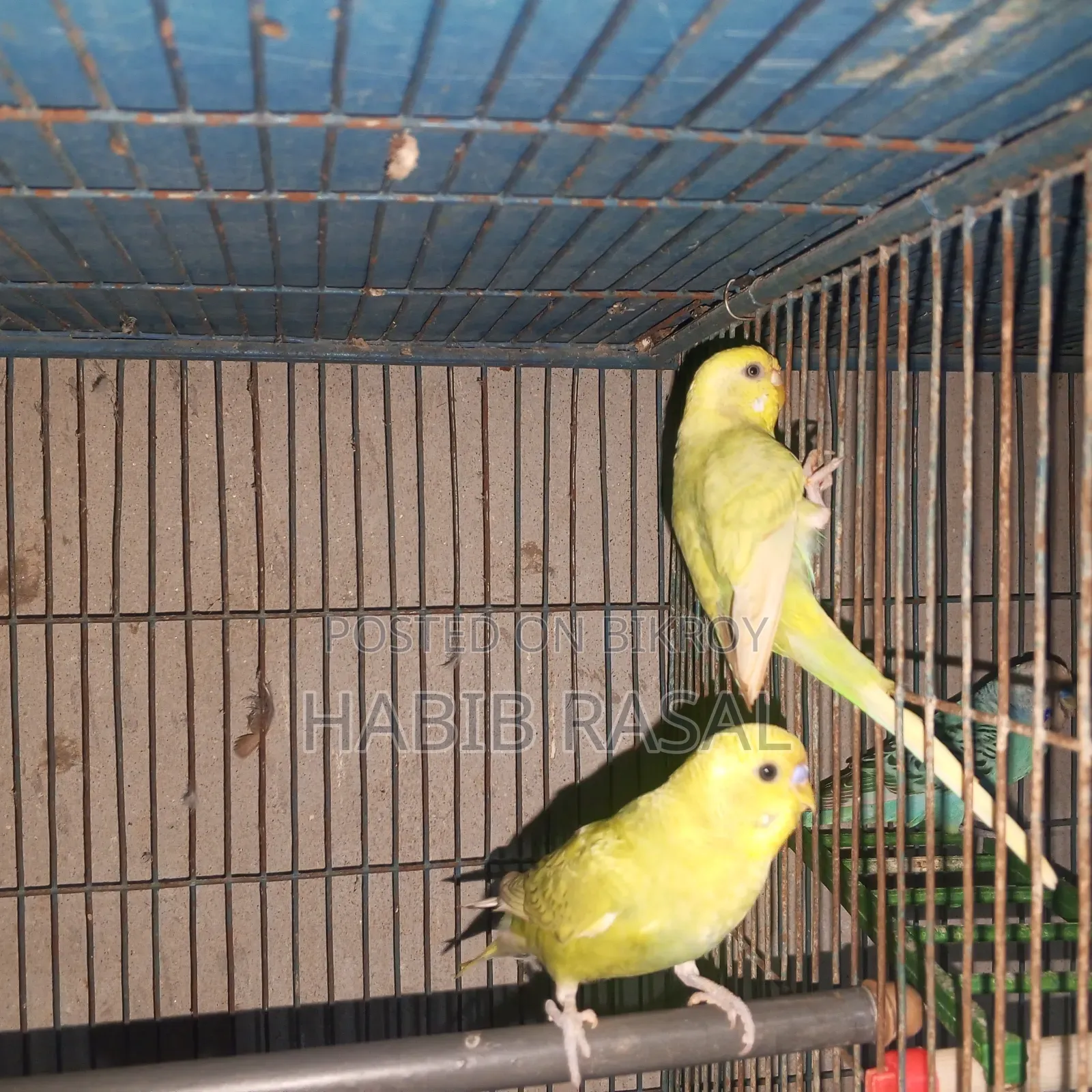 Budgerigar birds for sale