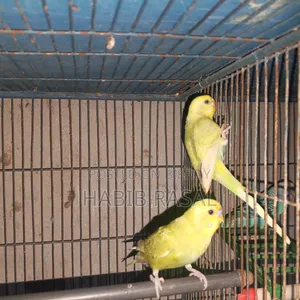 Budgerigar birds for sale