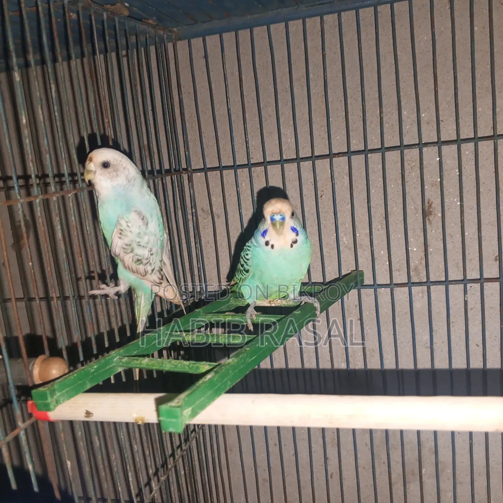 Budgerigar birds for sale
