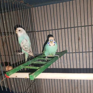Budgerigar birds for sale