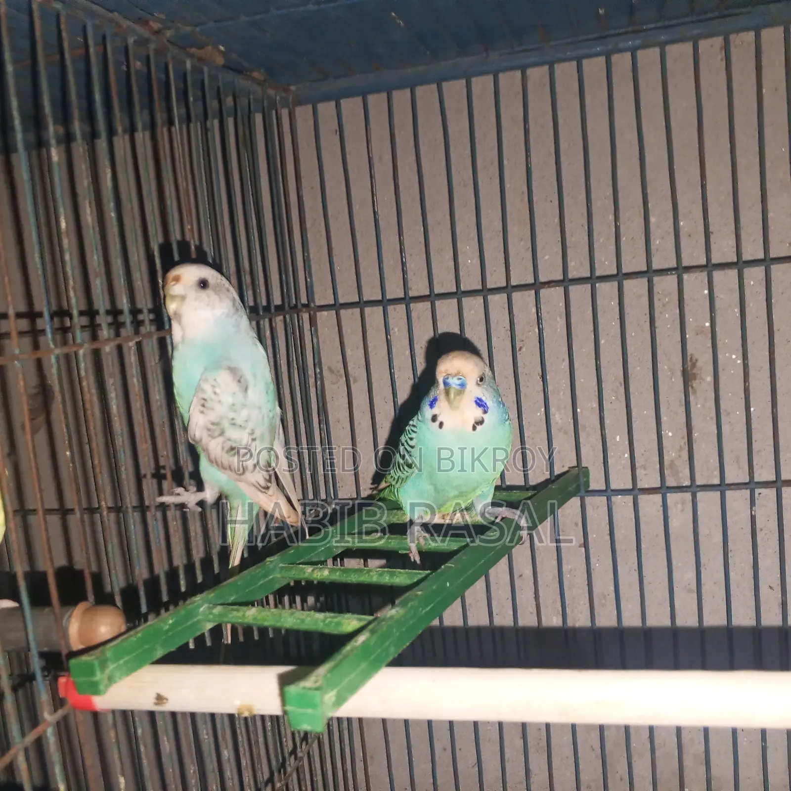 Budgerigar birds for sale