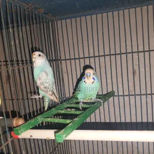 Budgerigar birds for sale