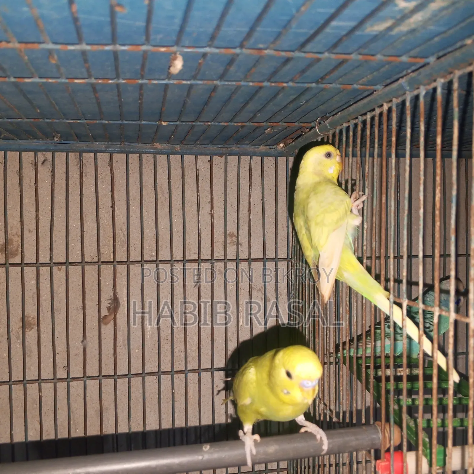 Budgerigar birds for sale