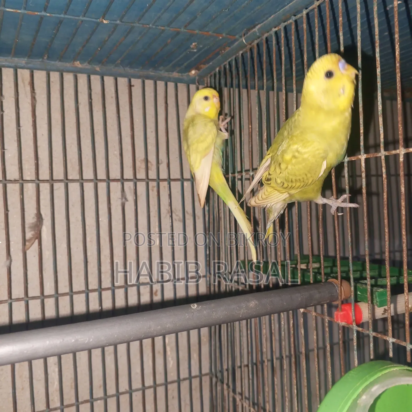 Budgerigar birds for sale
