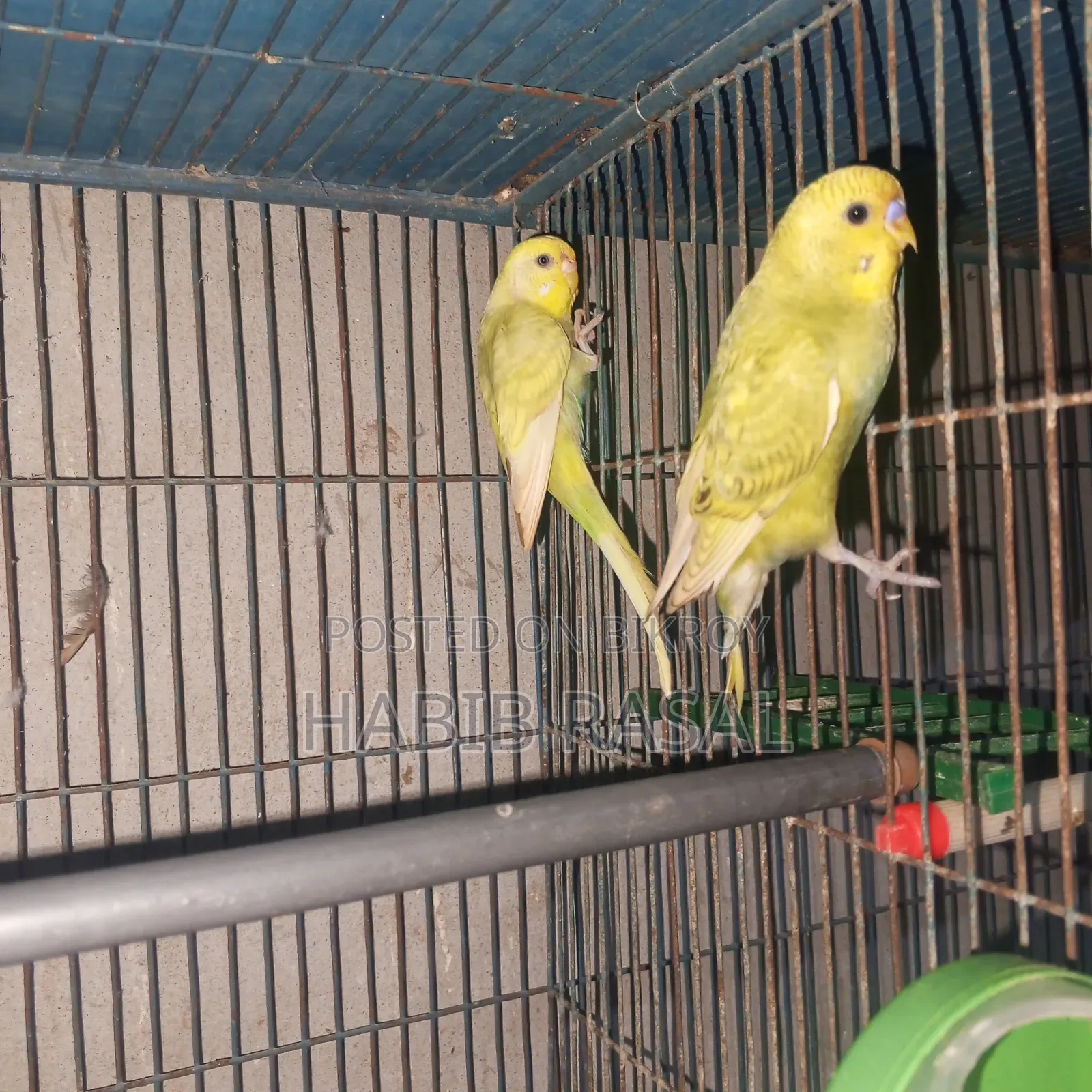 Budgerigar birds for sale