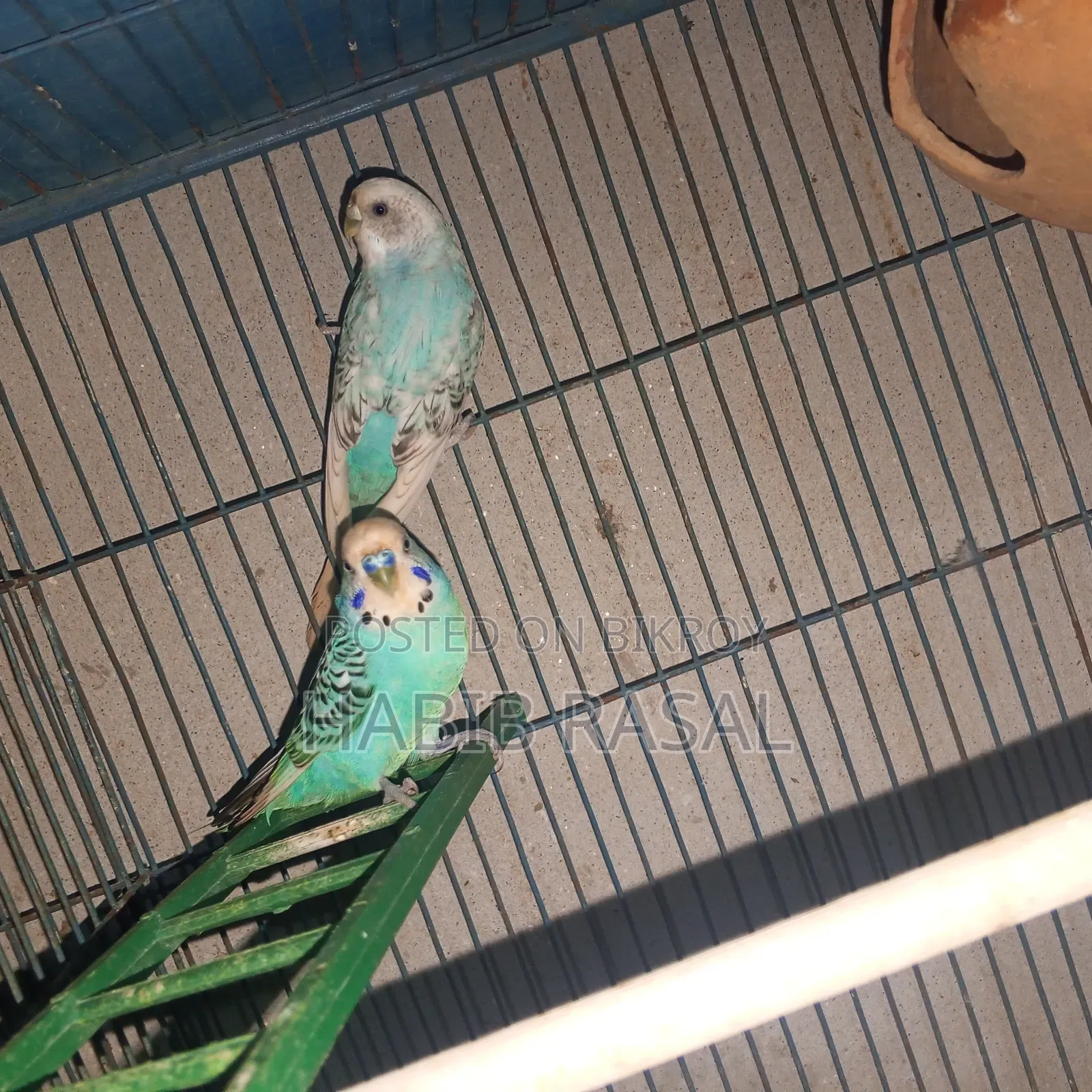 Budgerigar birds for sale