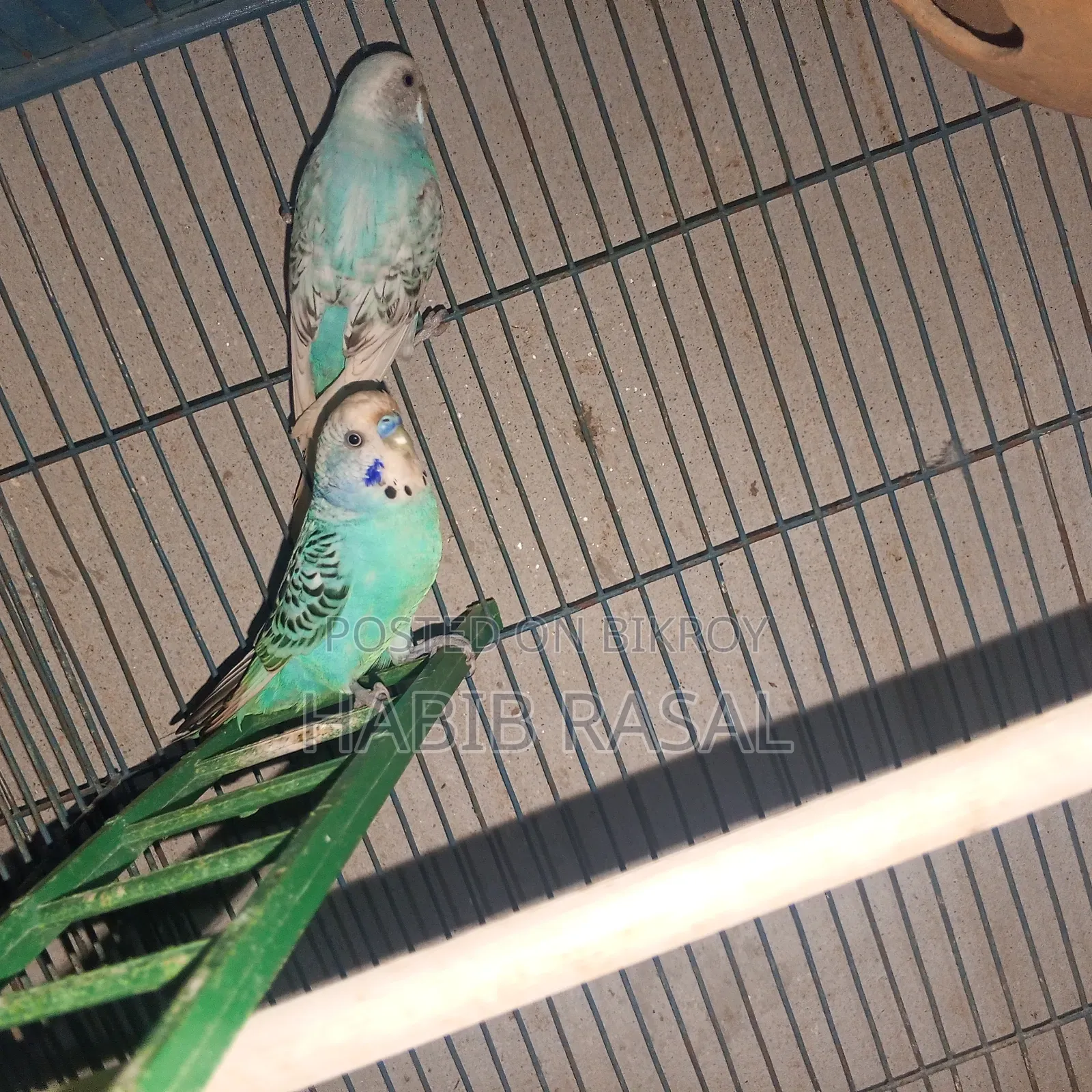 Budgerigar birds for sale