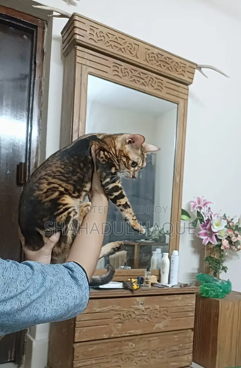 6-12 months Female Purebred Bengal