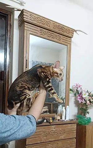6-12 months Female Purebred Bengal