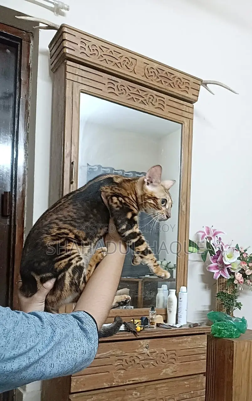 6-12 months Female Purebred Bengal