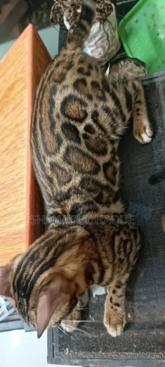 6-12 months Female Purebred Bengal