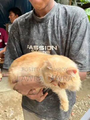 3-6 months Male Mixed Breed Persian Cat