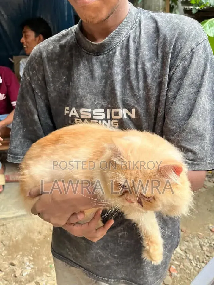3-6 months Male Mixed Breed Persian
