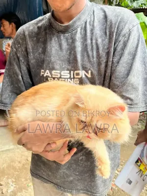 3-6 months Male Mixed Breed Persian