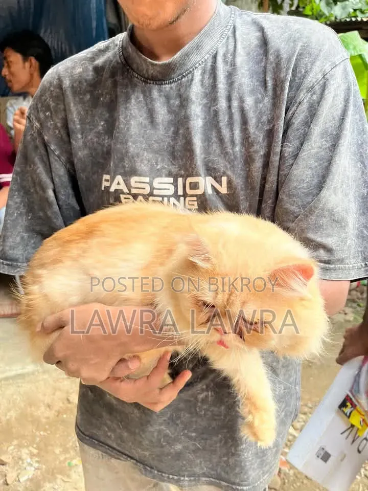 3-6 months Male Mixed Breed Persian