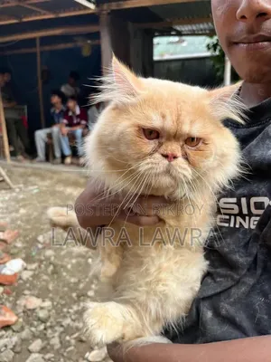 3-6 months Male Mixed Breed Persian