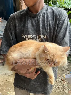 3-6 months Male Mixed Breed Persian