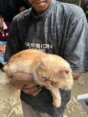 3-6 months Male Mixed Breed Persian