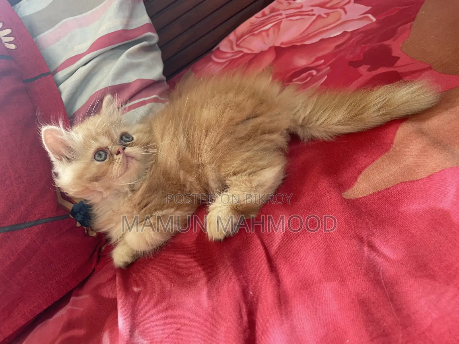 1-3 months Male Purebred Persian