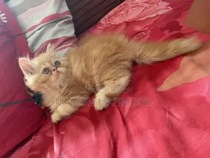 1-3 months Male Purebred Persian