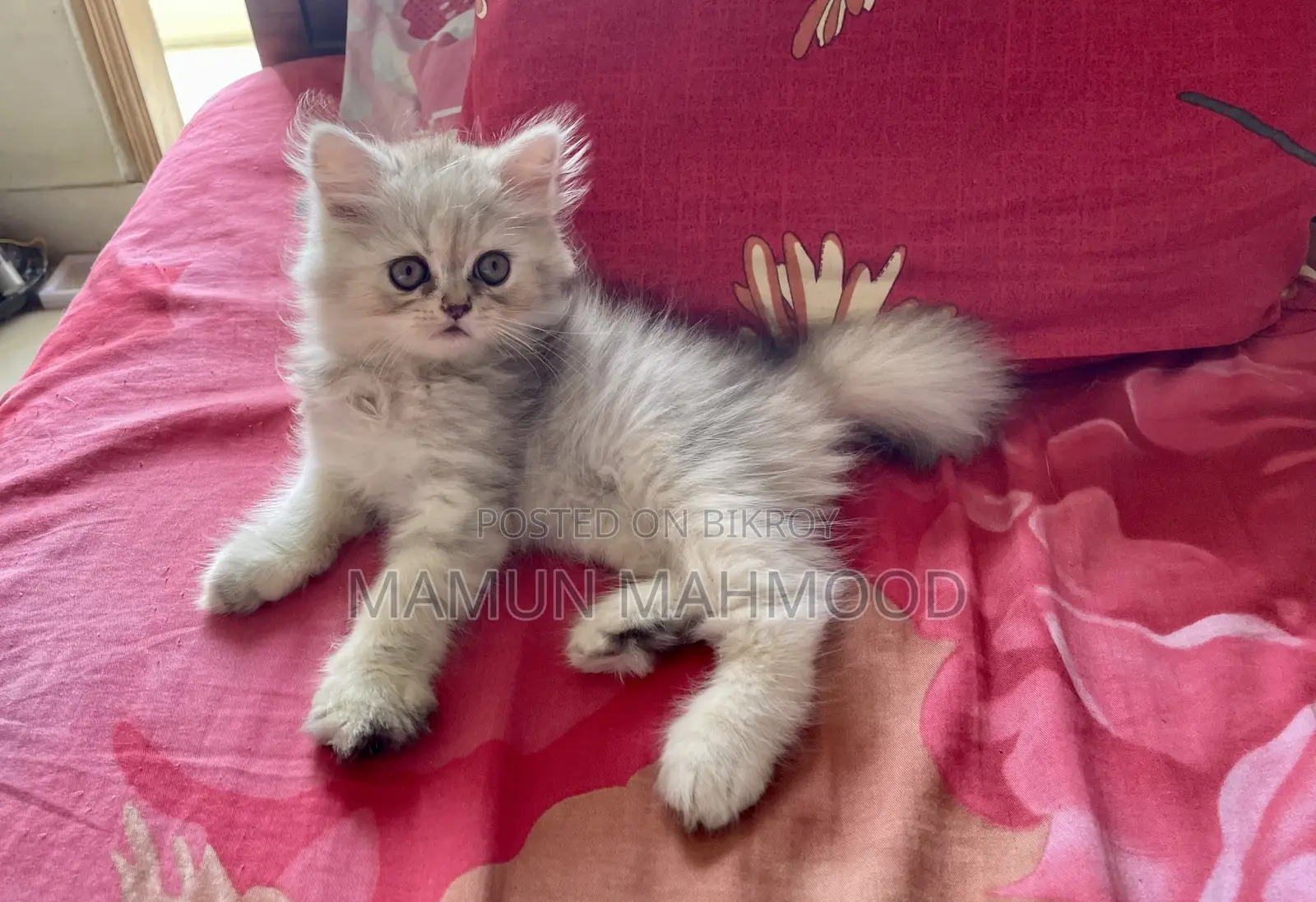 1-3 months Male Purebred Persian