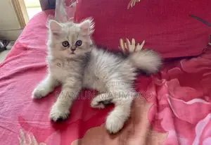 1-3 months Male Purebred Persian