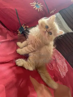 1-3 months Male Purebred Persian