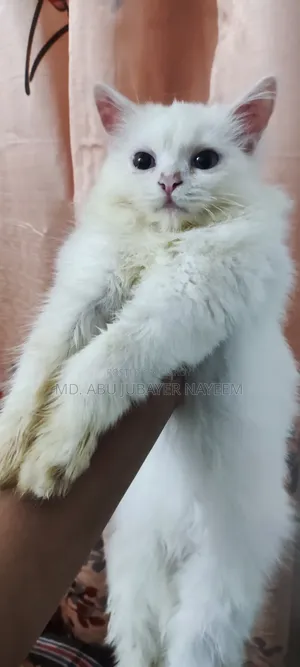 1-3 months Female Purebred Persian